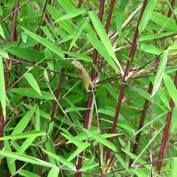 Bamboo Fargesia Jiuzhaigou Genf Red